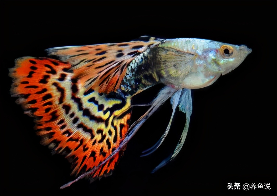 孔雀鱼养不好,大概是你没了解它们是如何来的,由来源倒推养法