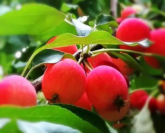 海棠果:累累硕果压枝低