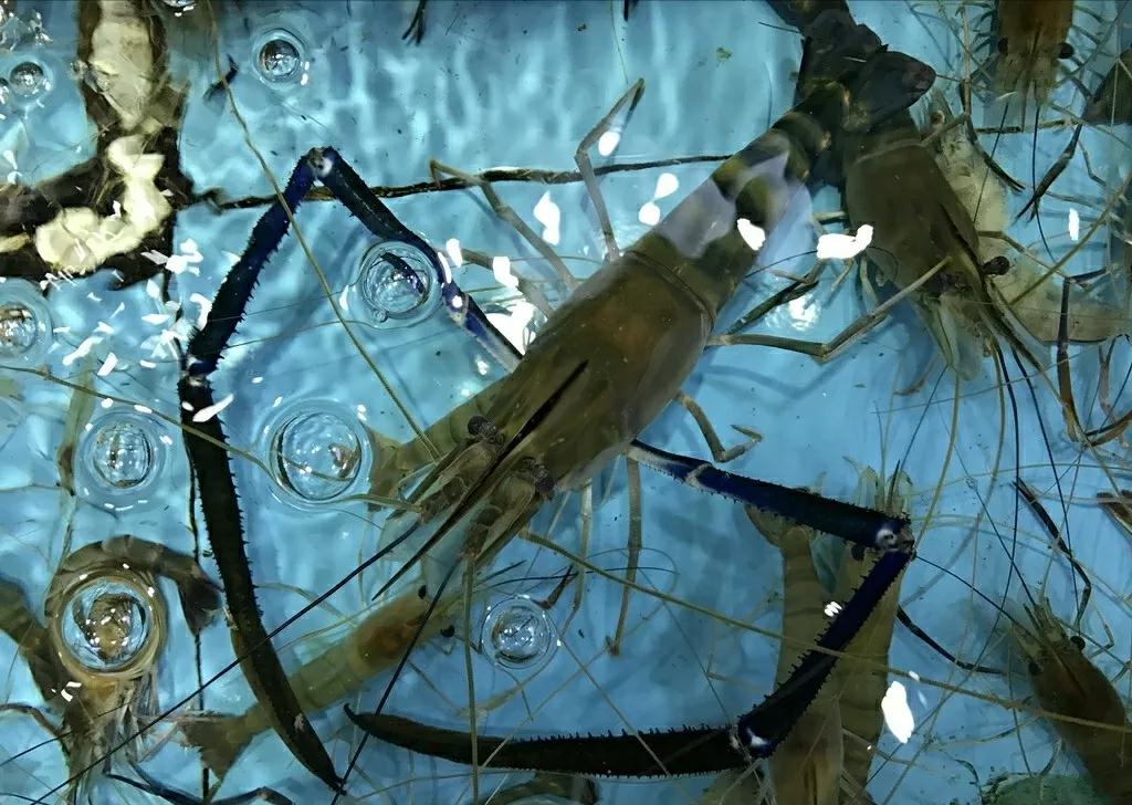 壮如手腕,重达一斤,国外泛滥的大虾侵入我国,网友:想吃