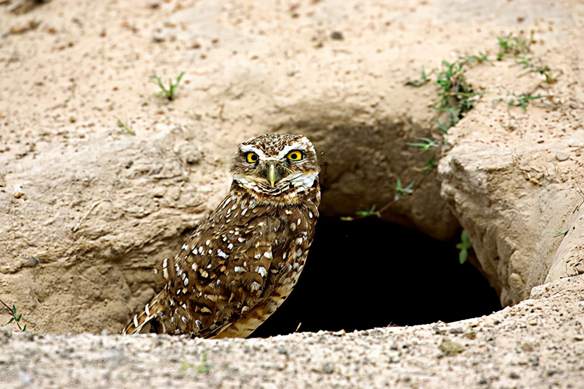 猫头鹰从不自己筑巢，都是抢，为什么？战斗力爆表，是鹰的天花板