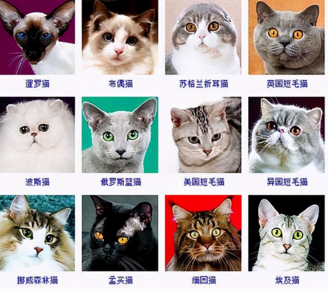 猫咪的品种大全猫咪的品种大全你认识哪些