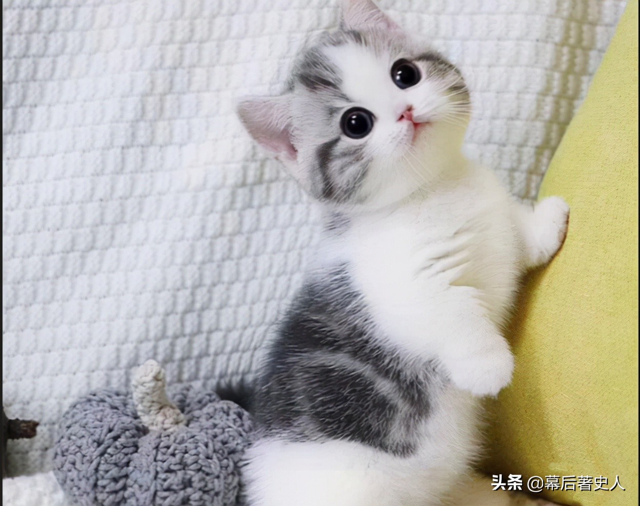 努力十多年都没有获得CFA的认证，中国狸花猫差在哪里？