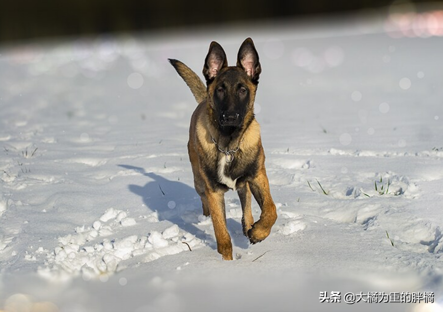 养狗不是为了折腾，公狗的这6个“缺点”太磨人，养母狗更省心！