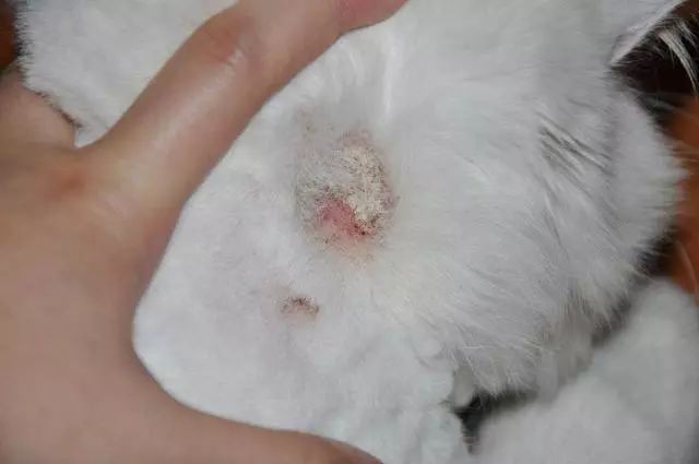 猫咪得了猫癣到底该怎么治？认清猫癣才能更好地治疗！