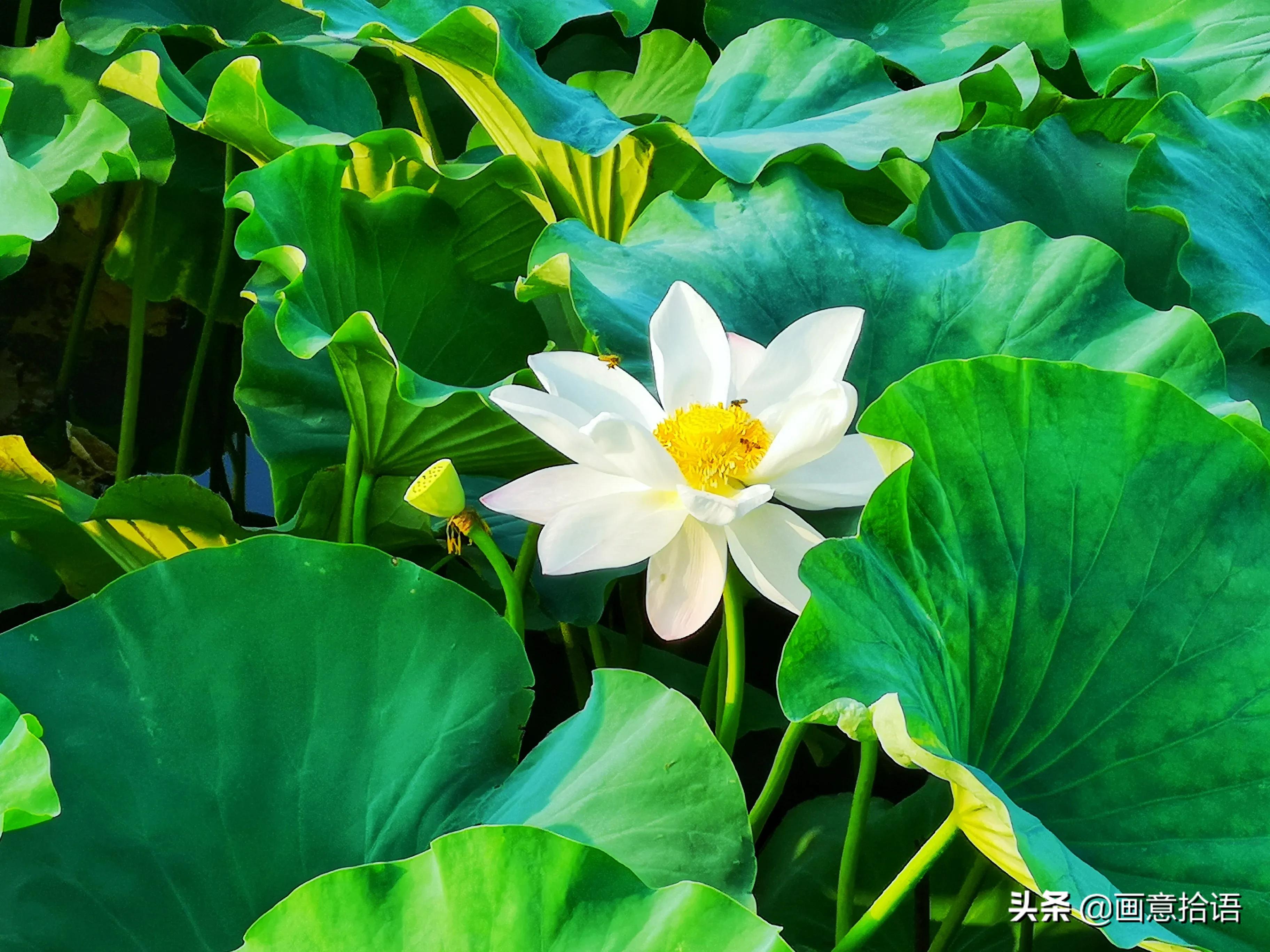 诗词鉴赏｜骄阳炙热昼绵长，树下林荫宜纳凉