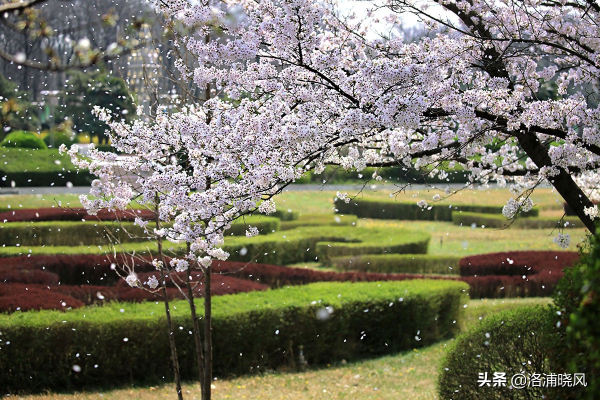 日本樱花文化（内涵揭秘日本樱花文化背后的冷知识）