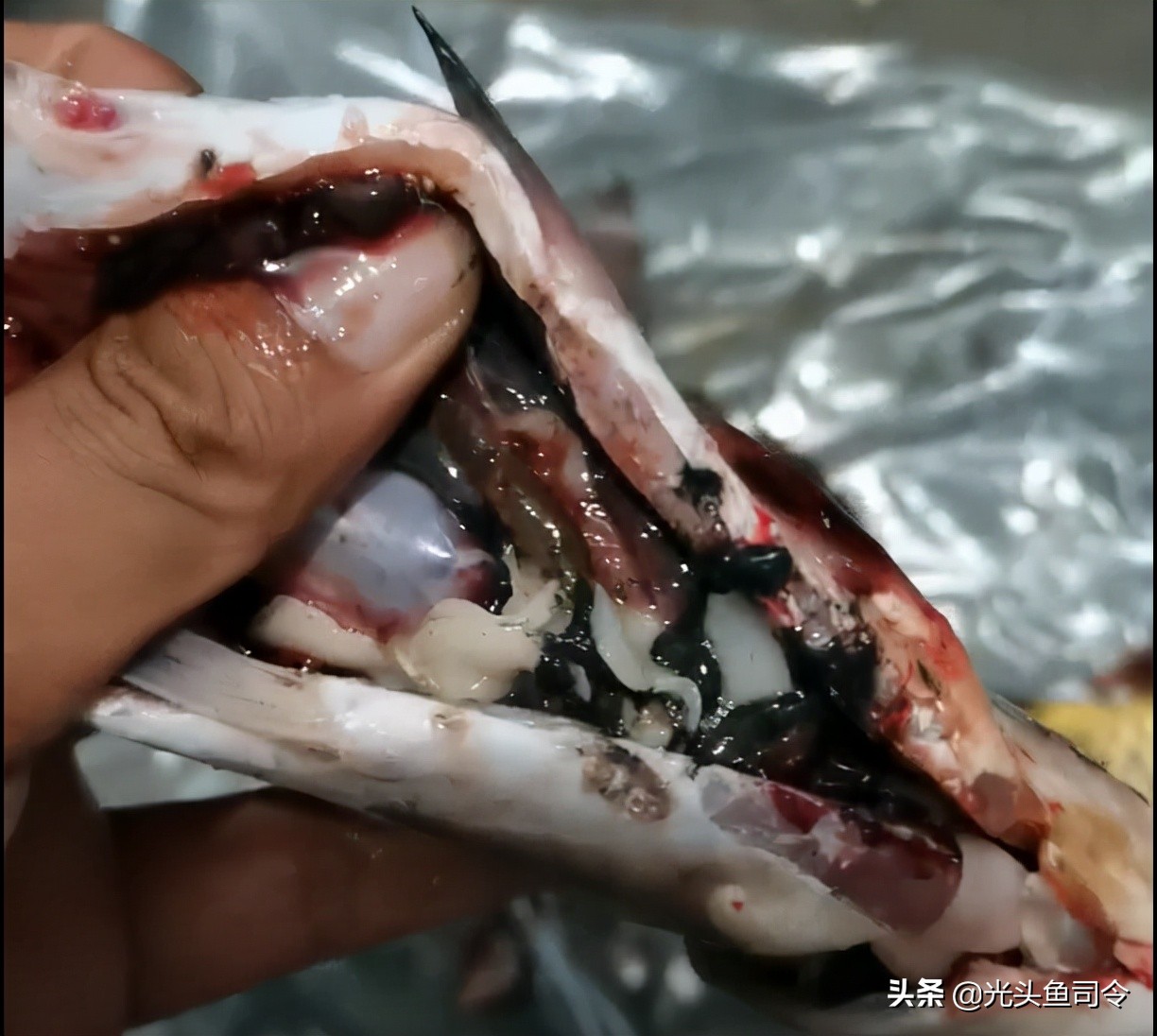 鱼类身上常见的6种寄生虫,5种一眼就能辨认,处理起来很简单