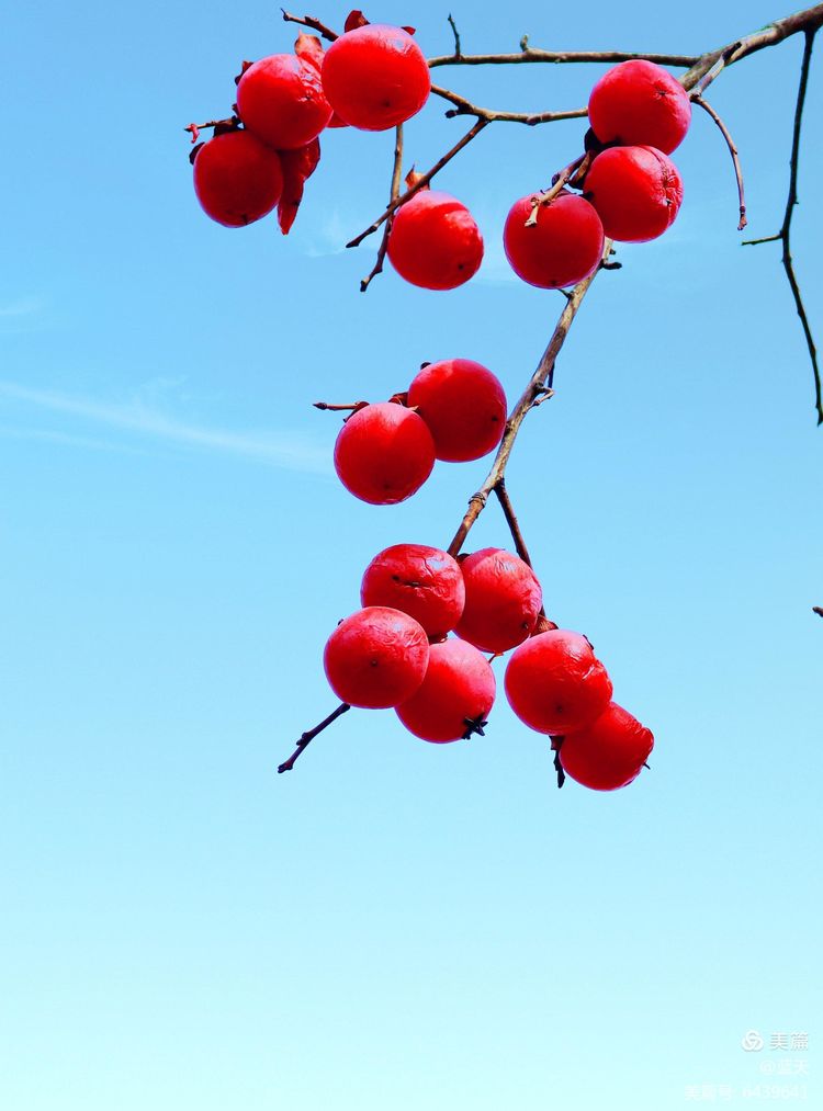 2020年12月12日冬日,柿子树已经落叶,唯有那柿子却挂满枝头,火红火红