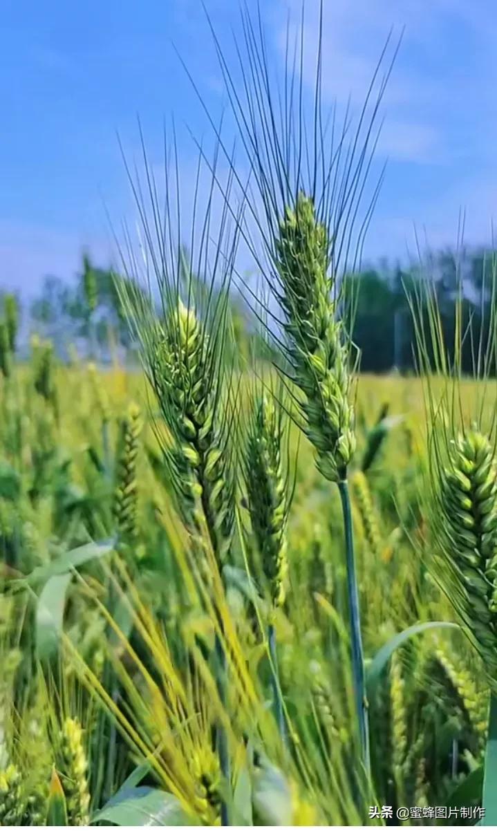 壁纸美图，田野自然风光