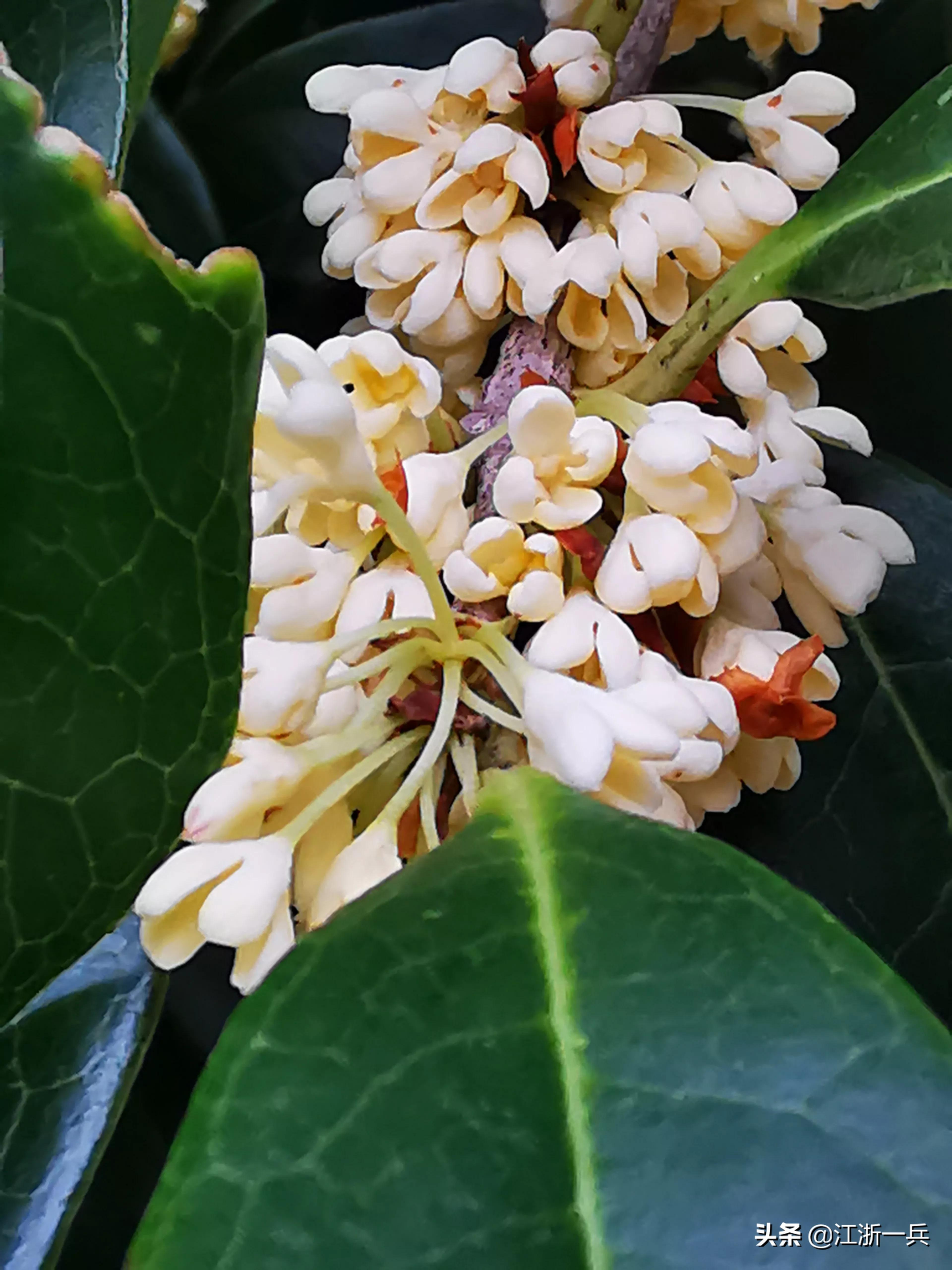 金秋时节丨八月桂花九月开，期待亦美好，花香更醉人