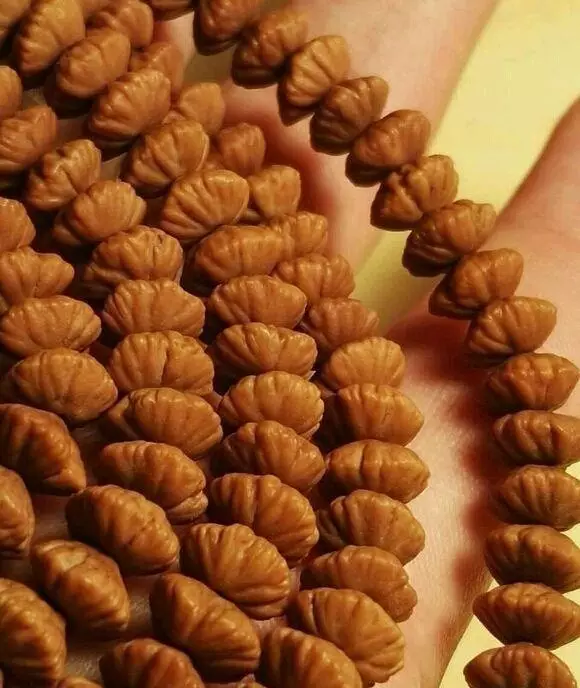 听过莲花菩提,那听过金叶莲花菩提吗?