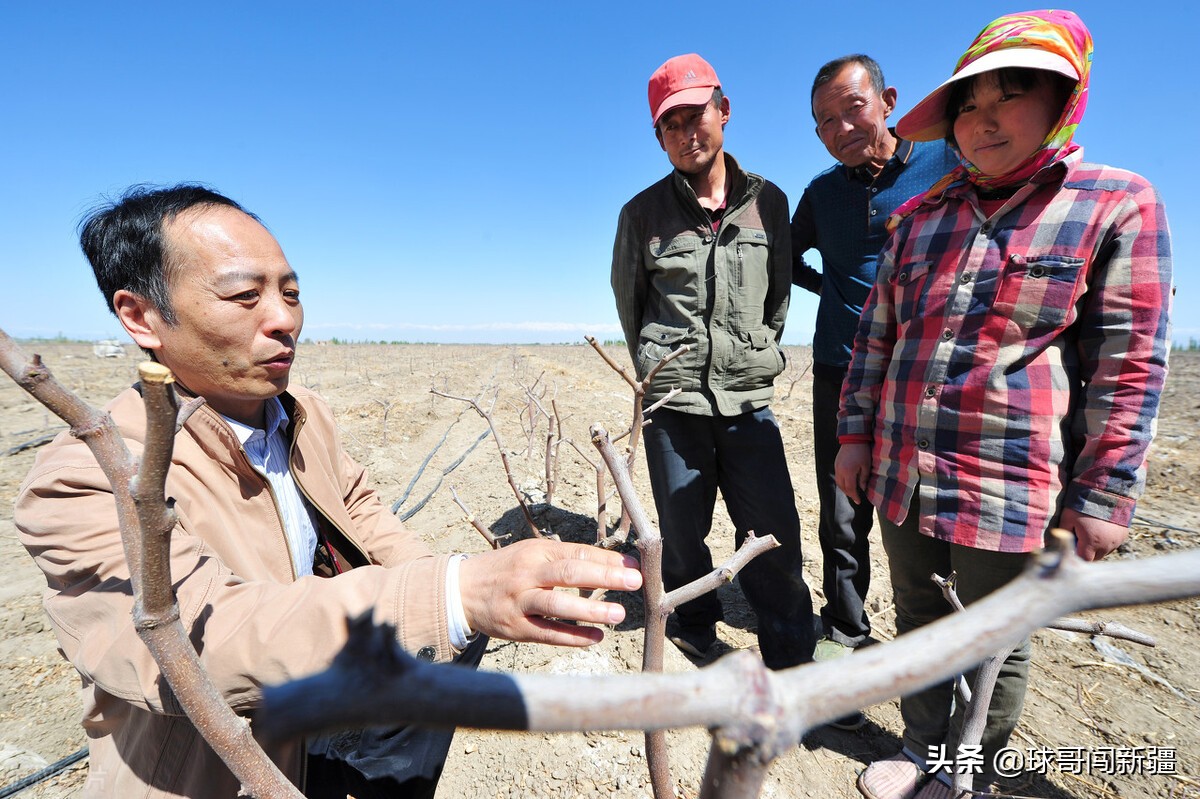 在新疆做什么容易挣钱（新疆现在有什么商机）