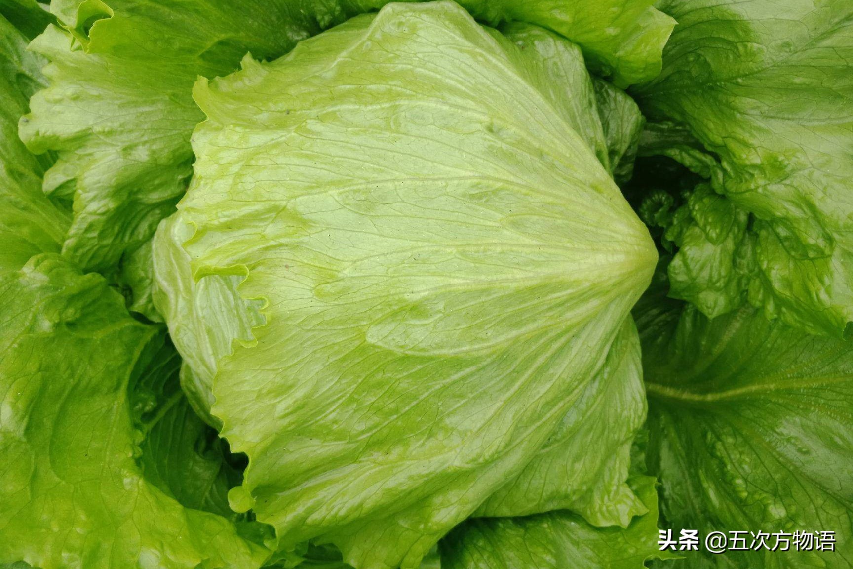 菊科蔬菜大全