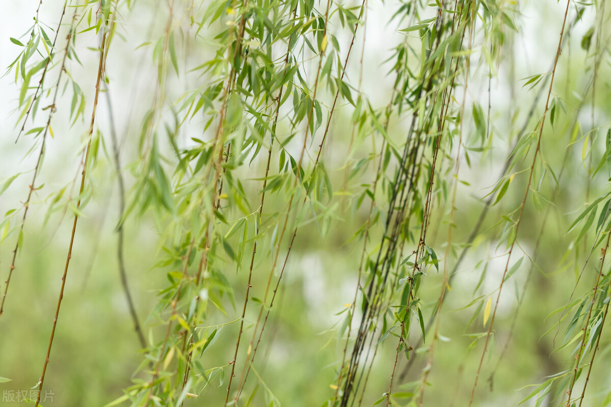 春风拂柳,我醉春风