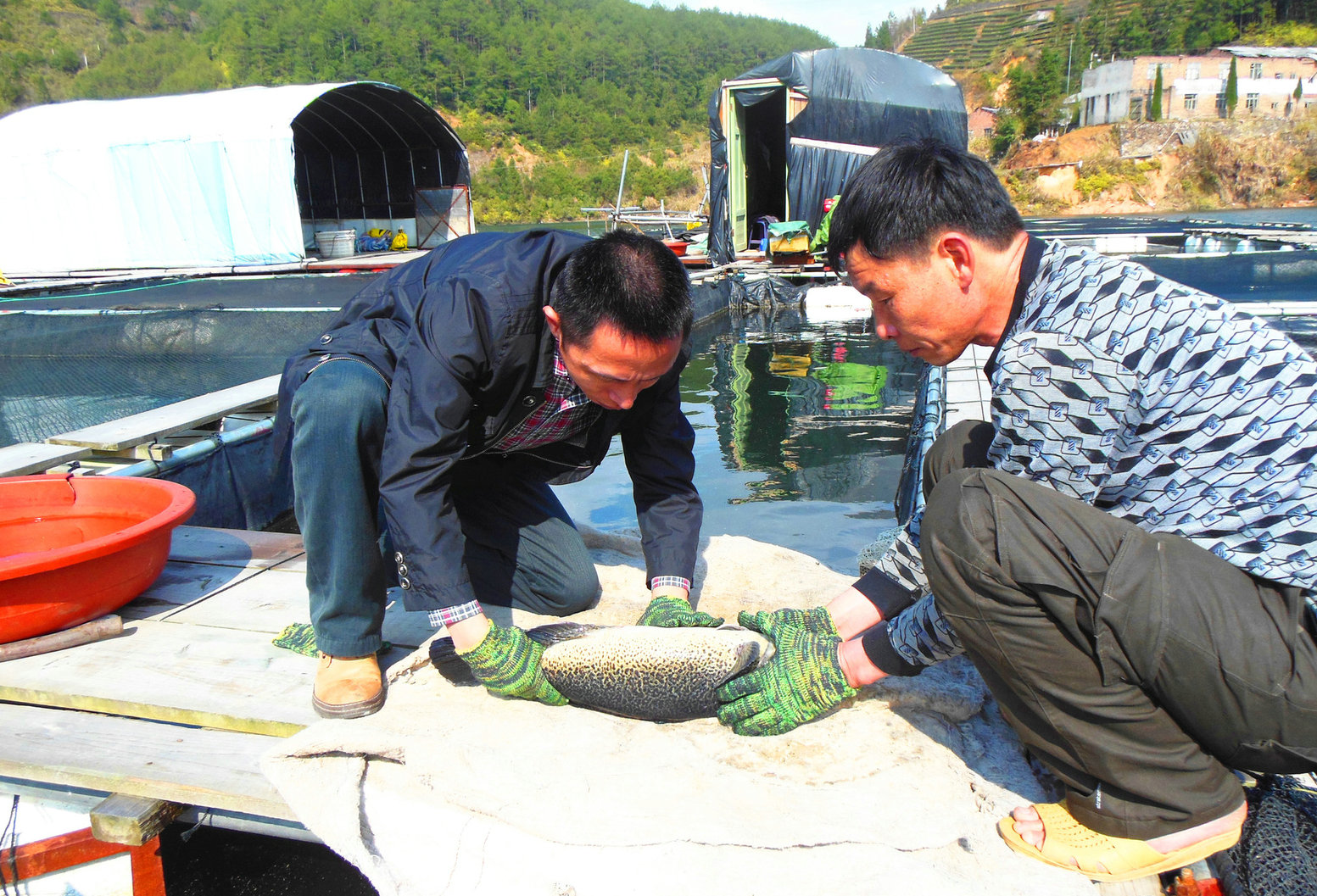 台州釣魚人在水庫釣到兩條