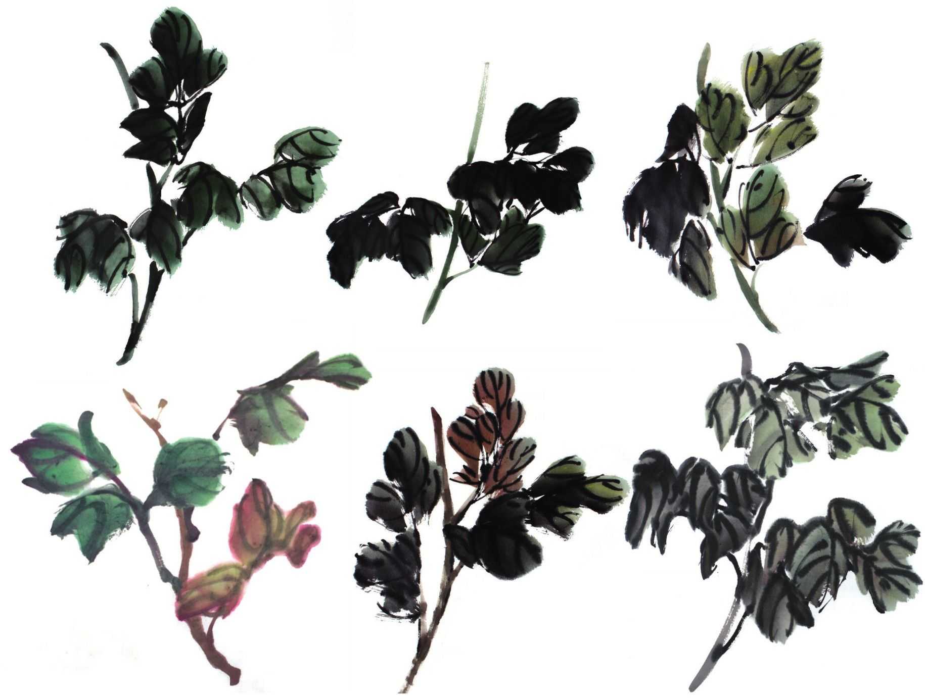 零基础国画教程:分步骤讲解牡丹叶子画法,简单易学,一起来临摹