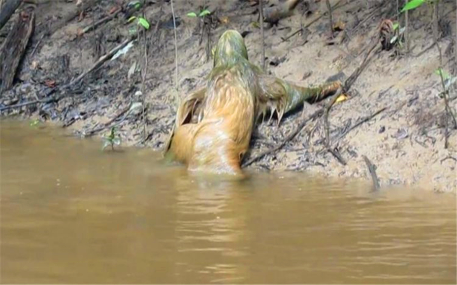 传闻中的"水猴子",最危险的事情是拉屎,一半同类死在拉屎的