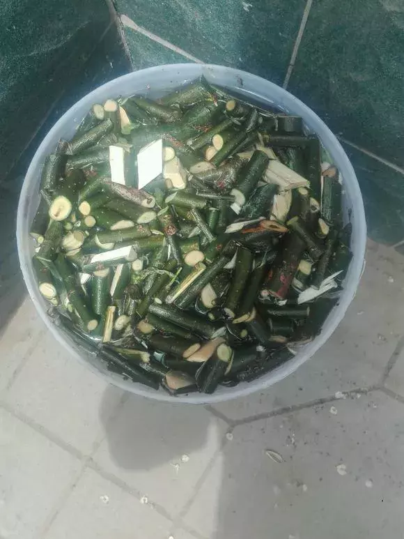 杜鹃茶花插不活,枝条在泥巴里打个滚,大白根呼呼长,新芽猛冒!