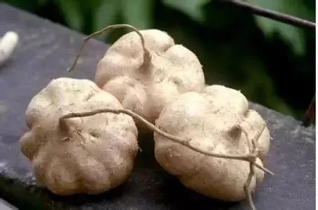 地瓜和红薯，傻傻分不清楚，它们之间有什么区别？又有什么关系呢