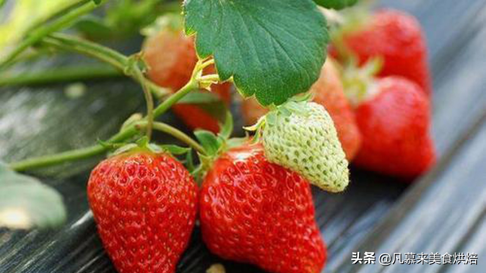 24种常见草莓品种，中国20大草莓产地？哪里的草莓最好吃？