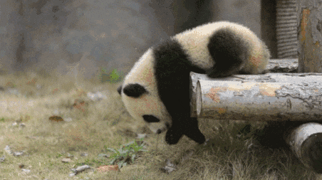 养熊猫读什么专业？来川农大就对了