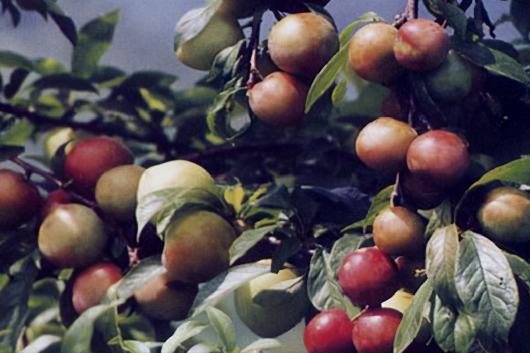 美国黑布林口碑跌至冰点，原产于我国的9个李子，你识得几个？