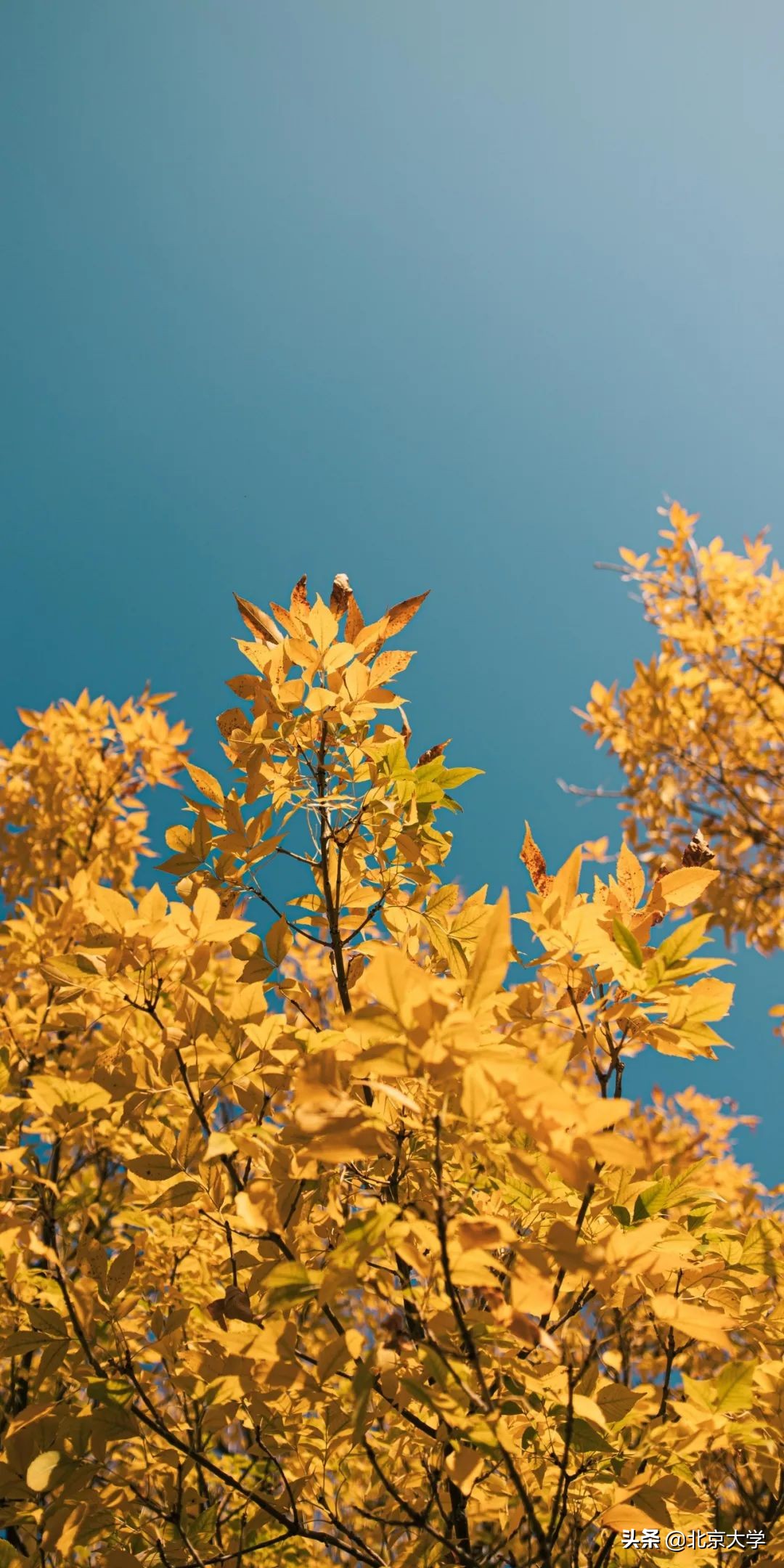 独家限定！北大赏秋地图来了