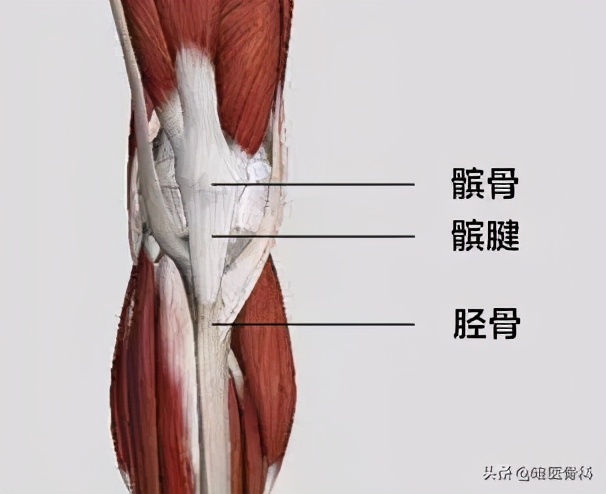 股四頭肌在大腿前側,包括4塊肌肉,分別是股直肌,股內側肌,股外側肌及