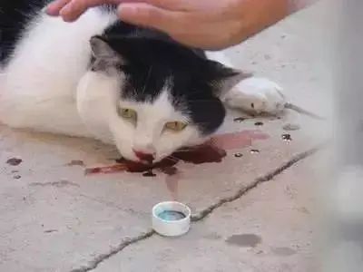 猫咪意外受伤了如何处理