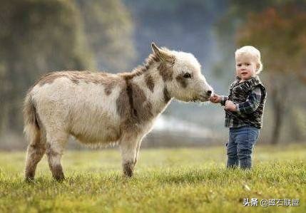 迷你驴多少钱一只(可爱程度竟然不输给猫咪?迷你驴成为