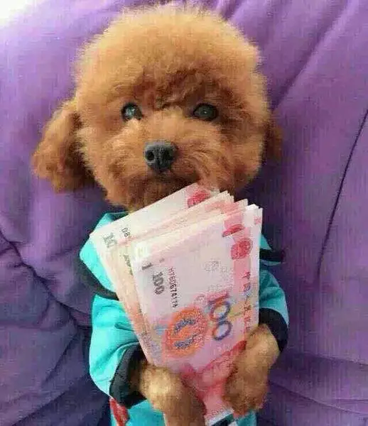 养一只狗,到底要花多少钱?