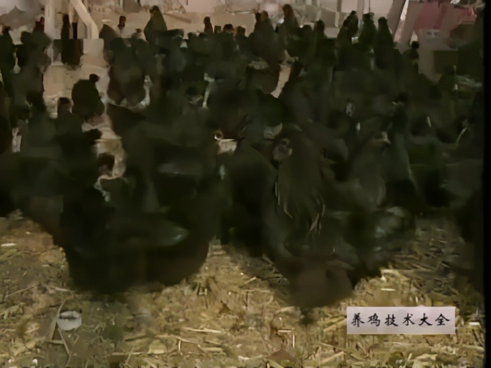 养鸡技术大全视频教材鸡品种介绍二：黑凤乌鸡