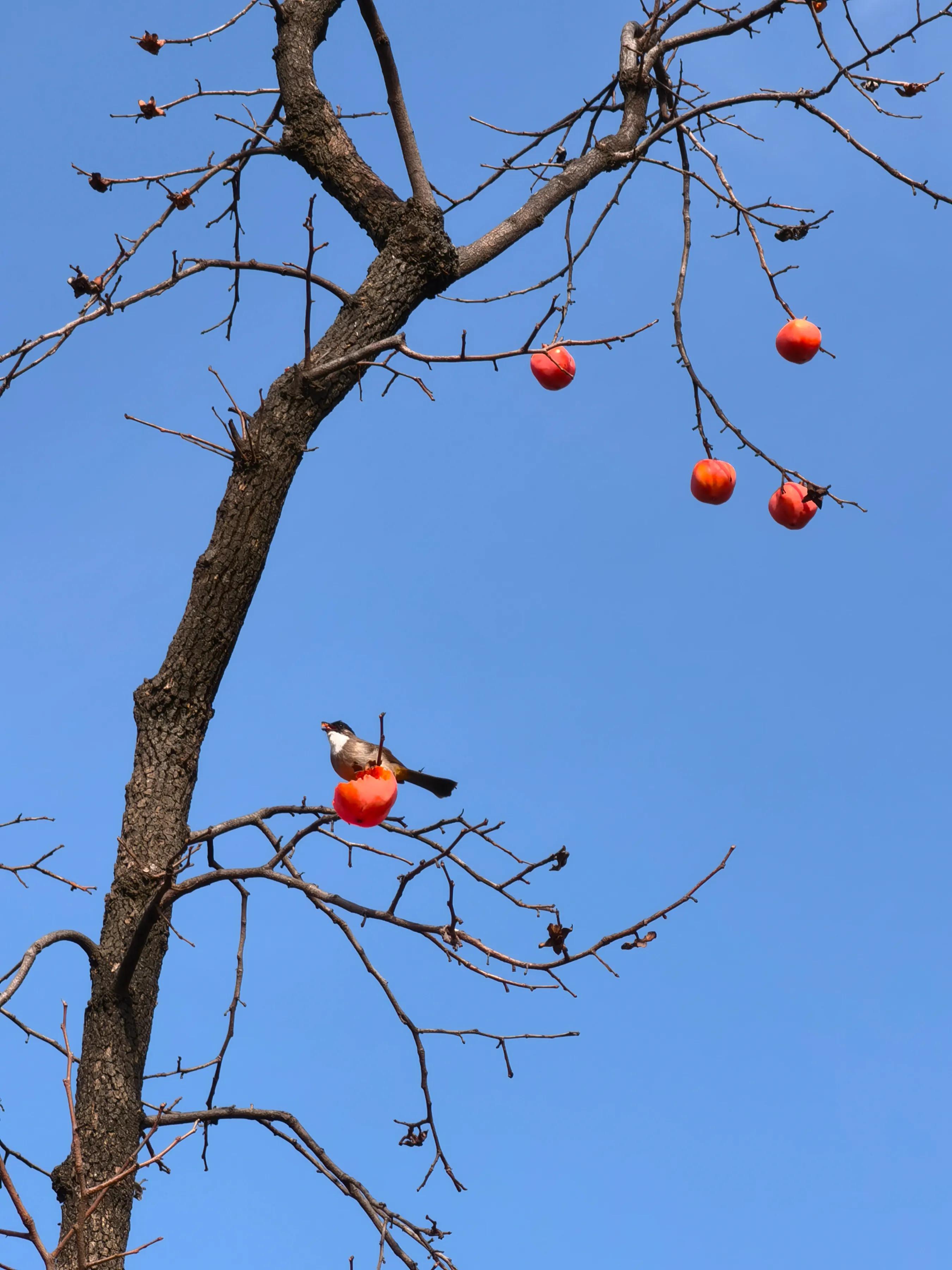 手拍世界（手机摄影平台）-群员作品集（总第733期）