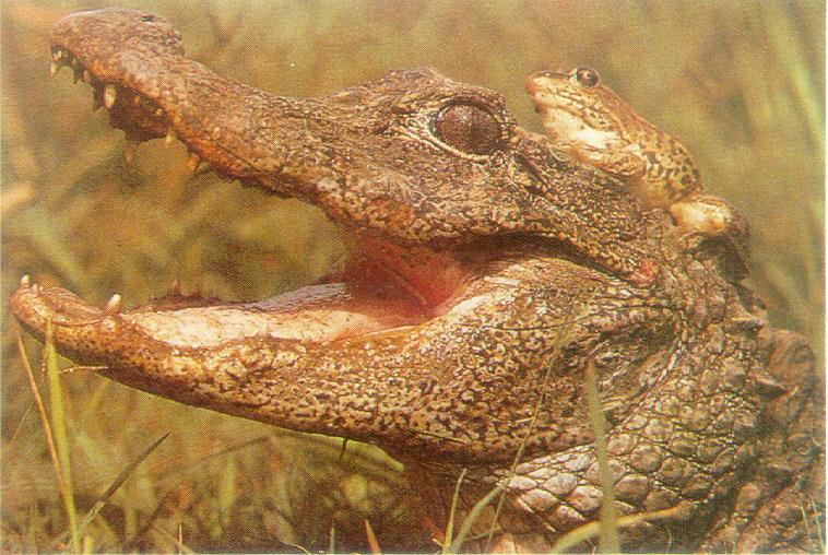 鼍龙的故事告诉我们什么道理 _飞翔号