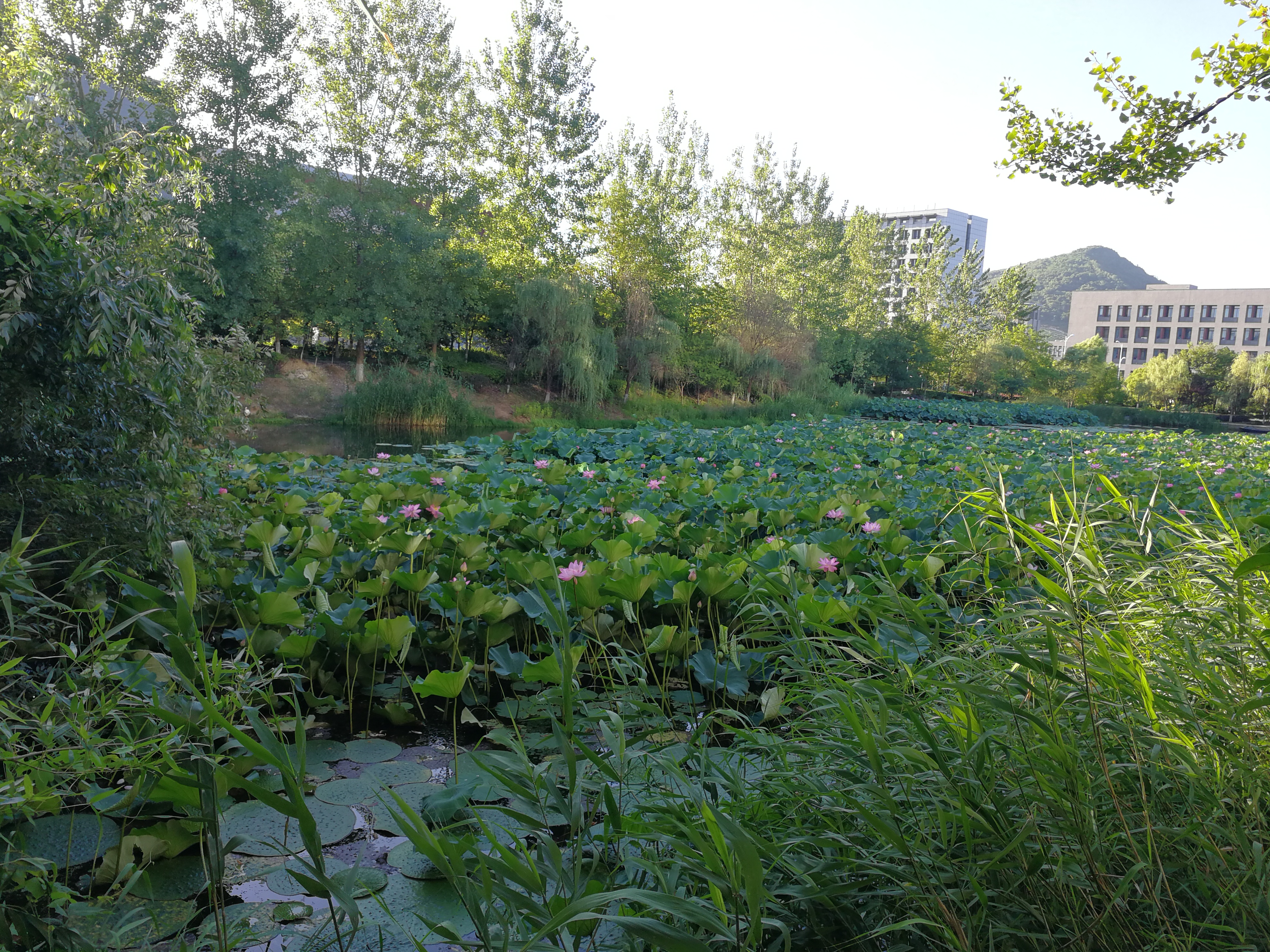 这里不仅有大树、高楼，更有大师——带你参观南京大学仙林校区