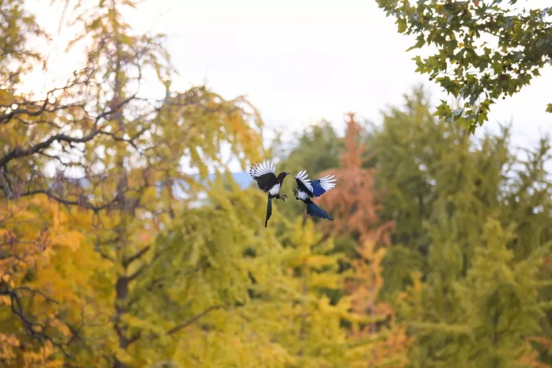 神奇动物在哪里？这些大工校园里的神奇动物你们见过哪些呢？