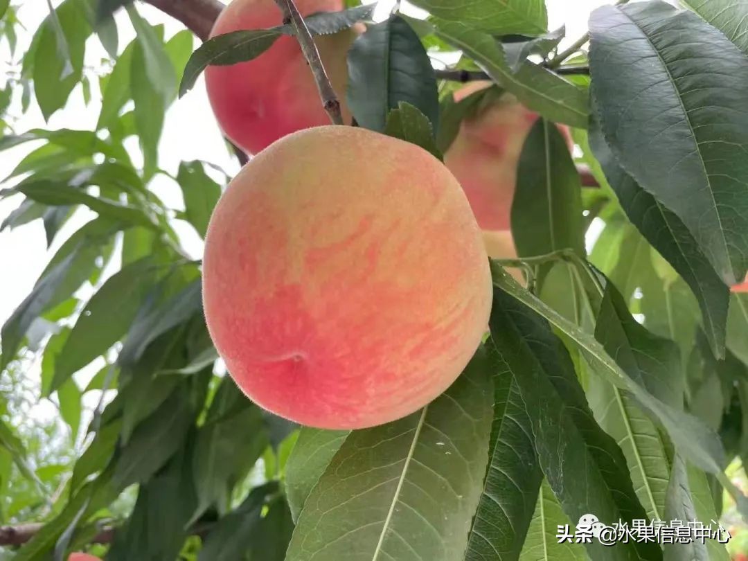 水蜜桃季节是什么时候（常见水蜜桃产地品种及上市时间）