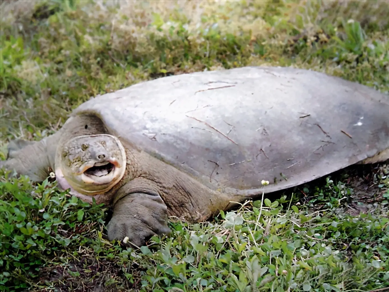 乌龟的种类图片及名称（乌龟的品种图片）