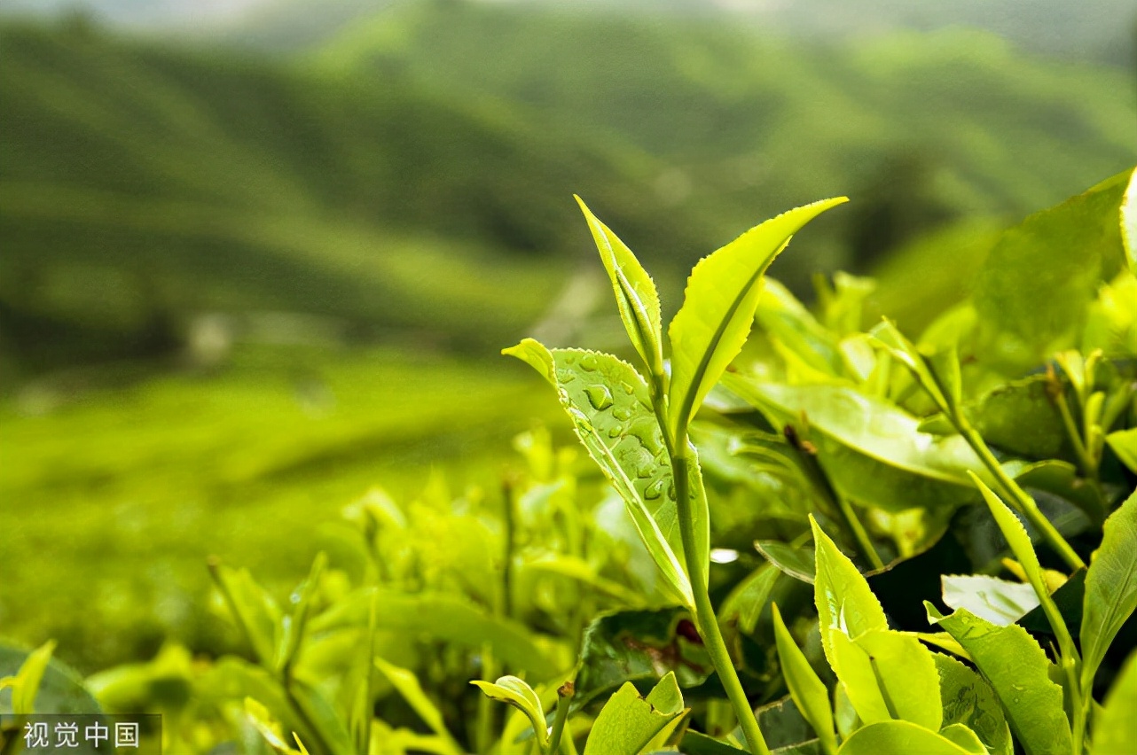 黄山毛峰 平水珠茶 信阳毛尖 宝洪茶 上饶白眉洞庭碧螺春 径山茶 峨眉