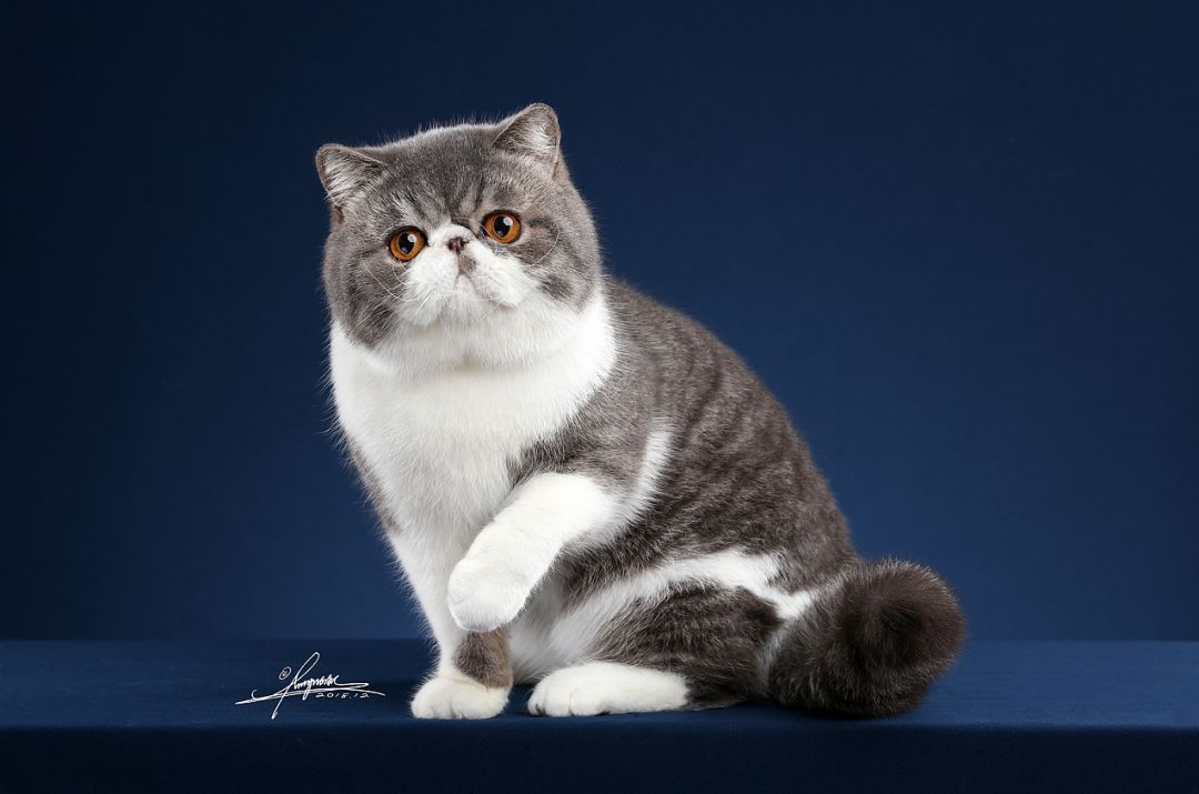 加菲猫图片卡通(关于加菲猫) - 赤虎壹号