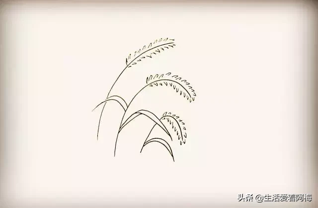 手帐必备素材：9步骤画狗尾巴草，小草简笔画教程，记得收藏哦