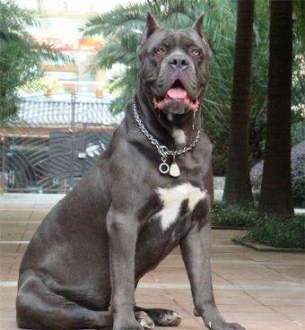 最凶猛的狗，世界十大恶犬排行榜！世界第一猛犬有多厉害？