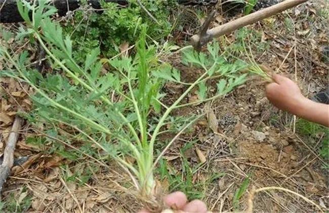 北方药材,北方药材种植项目哪种最好