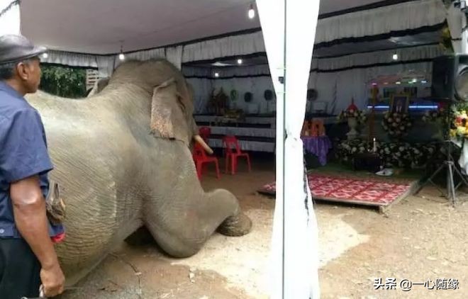 狗狗为求主人不杀,寒风中下跪一小时