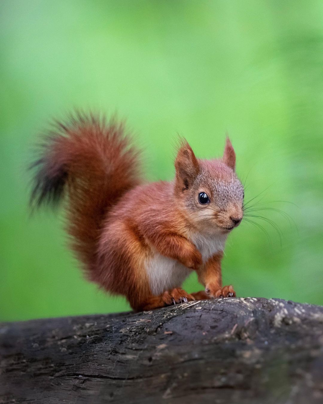 曾经,有个妹子在森林里给4只小松鼠当了一阵子的妈妈