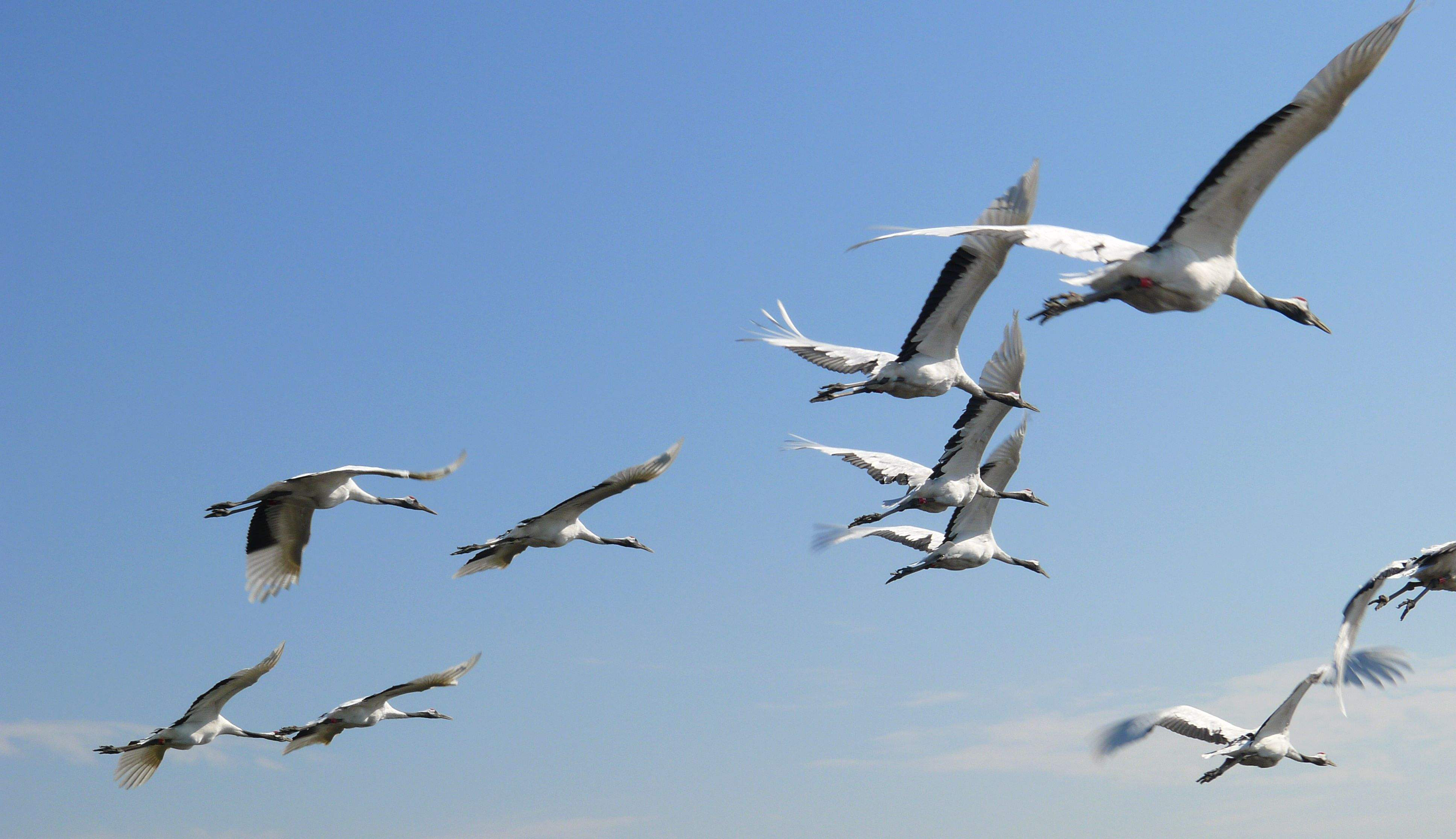 齐齐哈尔五所重点好高中，齐实验一马当先，两所县域高中相当抢眼