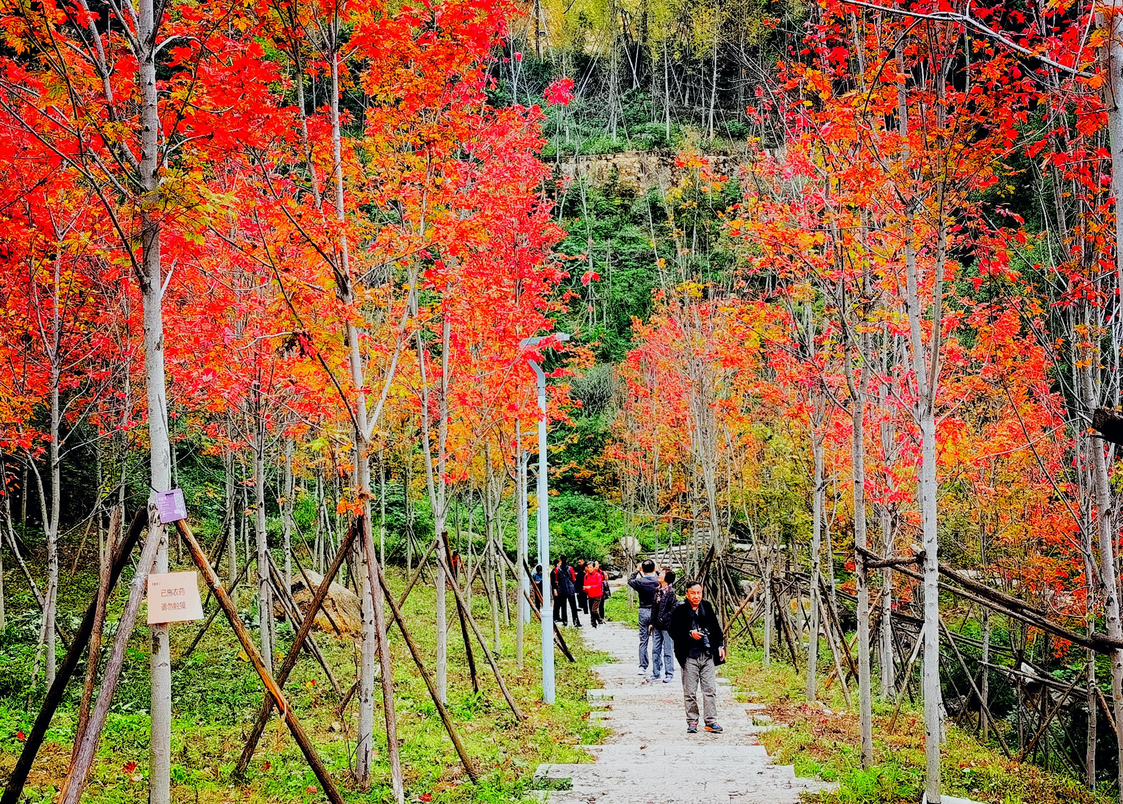 手拍世界（手机摄影平台）-群员作品集（总第733期）