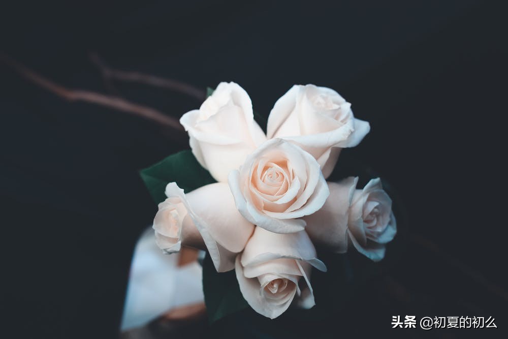 古风伤感句子 | 几段唏嘘、几世悲欢，可笑，我命由我不由天