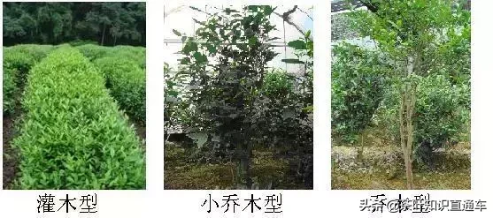 一字之差大不同,毛尖和毛峰不是一种茶,不要混淆了!