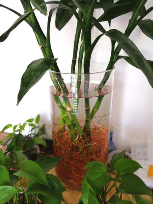 富贵竹黄叶最好解决，几个好方法，返青快根系白壮